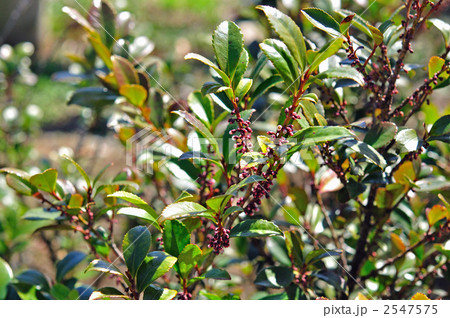 樹木・ヒサカキ(ツバキ科) 樹木・ヒサカキ(ツバキ科) 2547575
