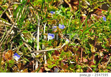 野草 オオイヌノフグリ ごまのはぐさ科 の写真素材