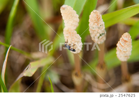 つくしとナナホシテントウの幼虫 2547625