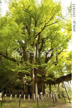 新緑の大銀杏 2547675