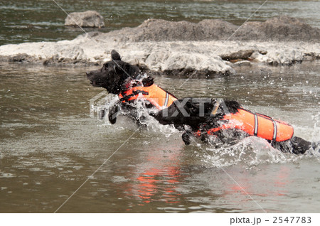 川遊びするフラット・コーテッド・レトリーバー 2547783