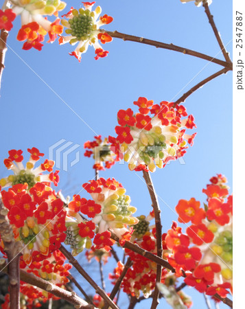 赤花ミツマタ 赤花ミツマタ 2547887