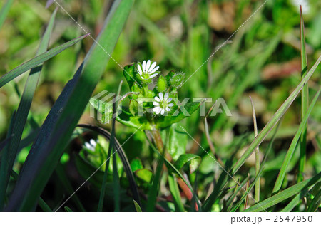野草・コハコベ（ナデシコ科） 2547950