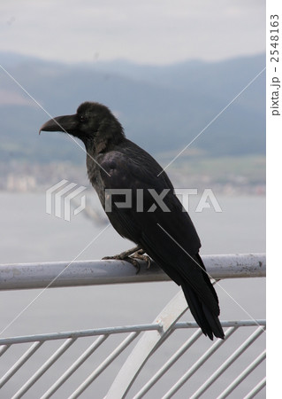 柵の上のカラス 2548163