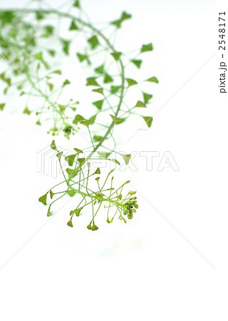 春の野草白バック-ナズナ縦位置 春の野草白バック-ナズナ縦位置 2548171