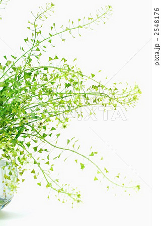 野草を生ける－ナズナ縦位置 2548176