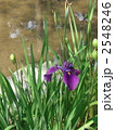 カキツバタ1007pix. 2548246