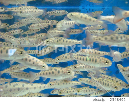 ヤマメの幼魚 ヤマメの幼魚 2548492