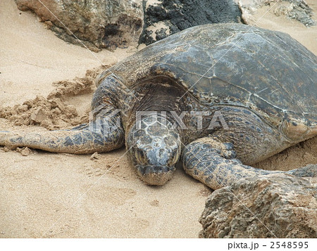 海亀ブルータスくん 2548595