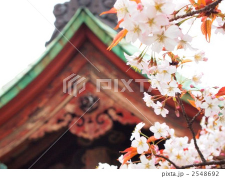桜 2548692