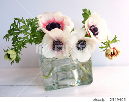 アネモネ 切り花 インテリア 花瓶の写真素材