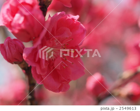 ハナモモの花 2549613