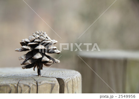 丸太に刺さった松ぼっくり 2549956