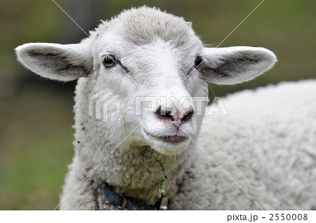 羊のポートレートの写真素材