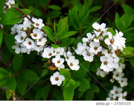 ユキヤナギ 2550310