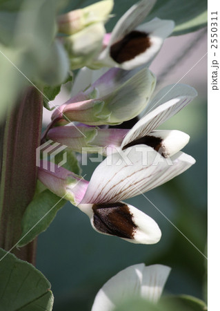 空豆の花咲いた 空豆の花咲いた 2550311