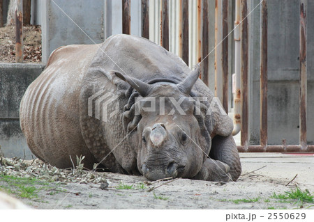 サイ サイ 2550629