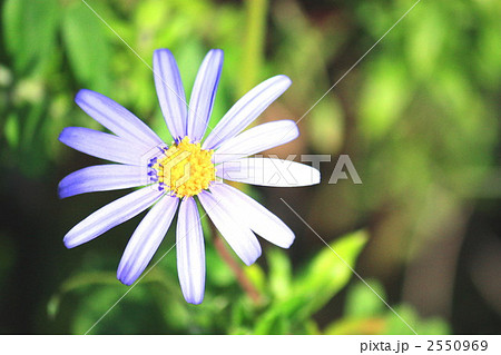 路地に咲いてるブルーデージー 路地に咲いてるブルーデージー 2550969