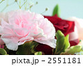 カーネーション カーネーション 2551181