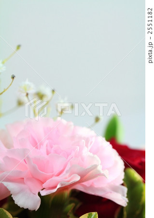 カーネーション カーネーション 2551182