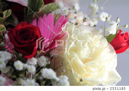 トルコ桔梗 2551185