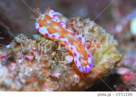 ウミウシ 2551280