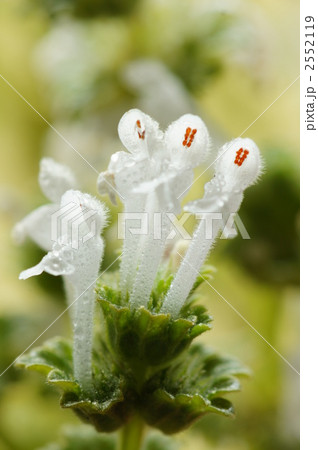 白い仏の座 白い仏の座 2552119