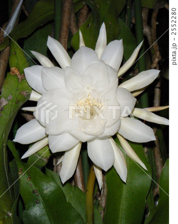 月下美人 月下美人 2552280