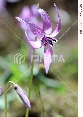 カタクリの花 2552709