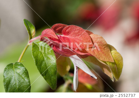 コエビソウ 2552737