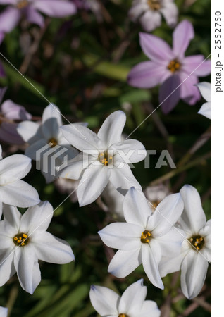 ハナニラ 2552750