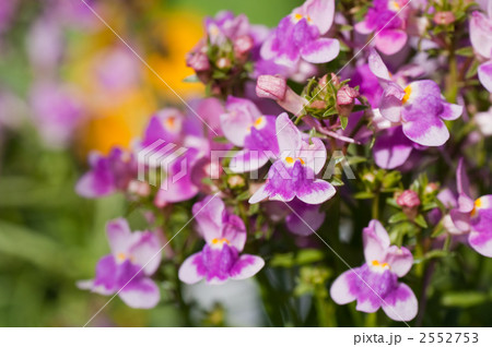 リナリア 2552753