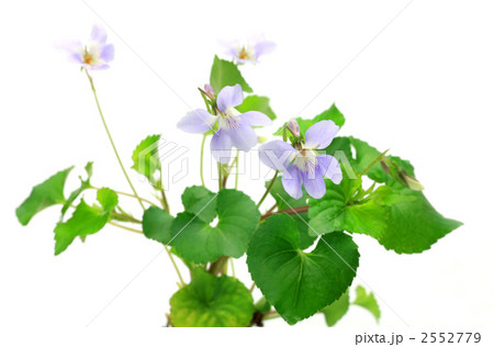 ニオイスミレ 2552779