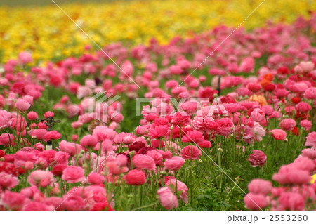 花畑 2553260