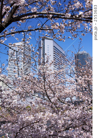 ビルと桜 2553683
