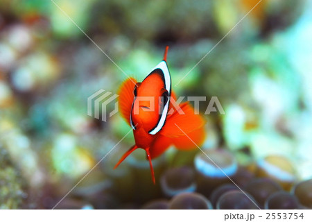 クマノミ 2553754