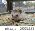 2553883