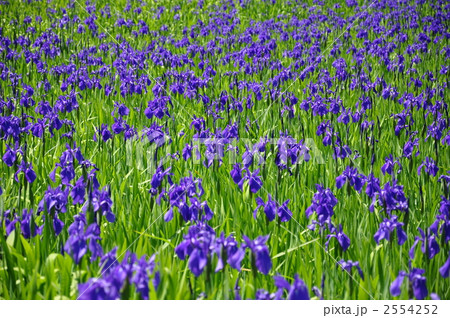 カキツバタ群生 2554252