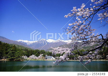 中央アルプスと桜 中央アルプスと桜 2554349