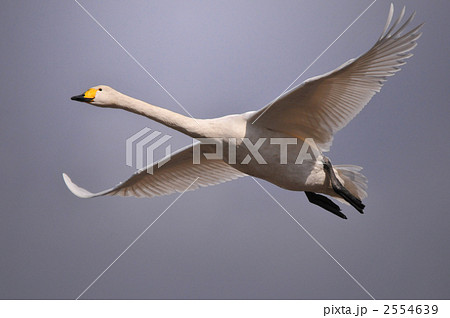 大白鳥の飛躍の写真素材