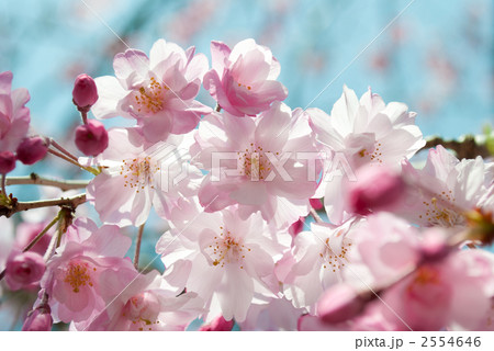 平安しだれ 2554646