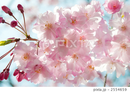 平安しだれ 2554659