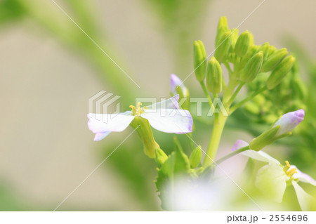 大根の花 2554696
