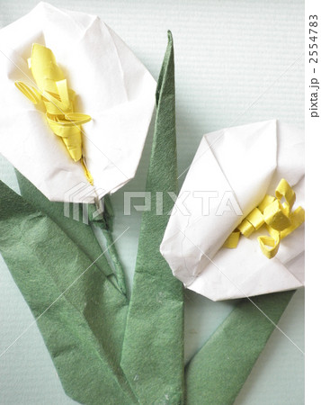 水芭蕉 2554783