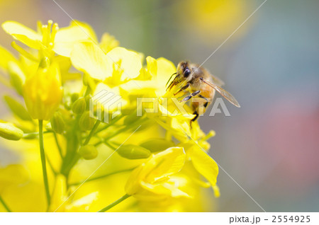 菜の花に留まる蜜蜂 2554925