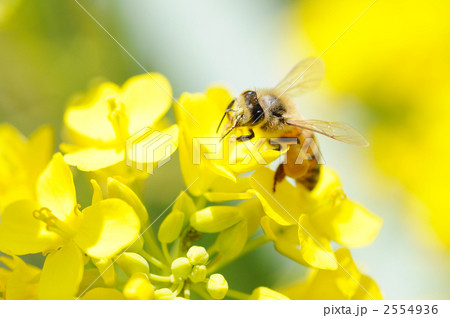 菜の花に留まる蜜蜂 2554936