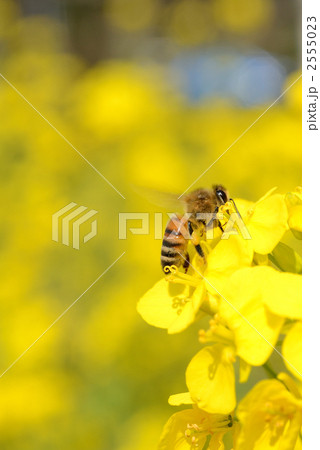 菜の花とミツバチ 2555023