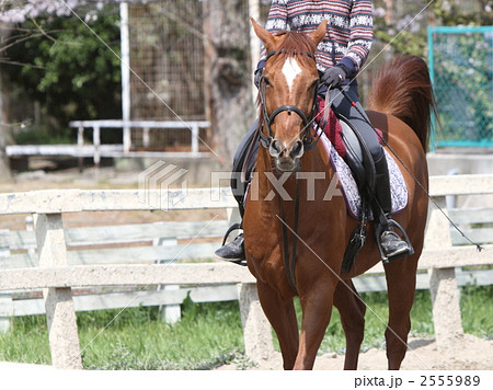 乗馬 2555989