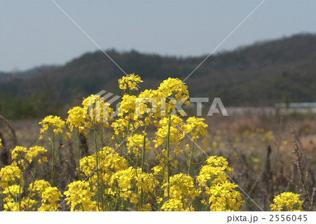 セイヨウカラシナ 2556045