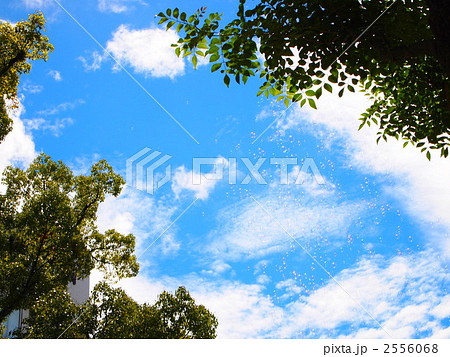 夏の空とシャボン玉 2556068